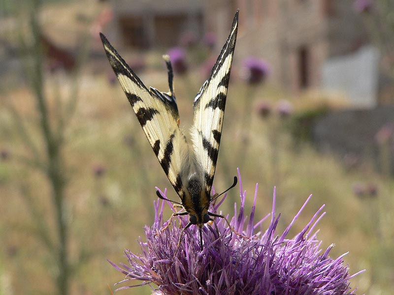 Farfalle alle Serre della Pizzuta (PA)